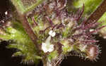 Hairy crabweed <BR>Clammyweed